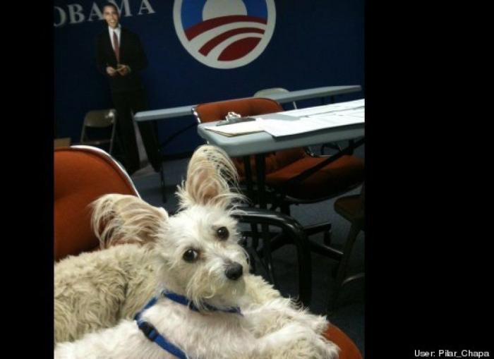 ¿Qué hacen un tigre o un león si les dejas una caja de cartón? El mejor vídeo de bichinos de la semana (VÍDEO)