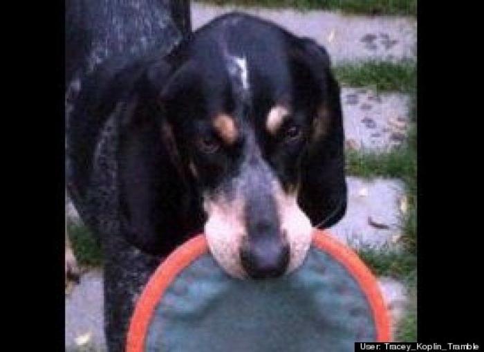 ¿Qué hacen un tigre o un león si les dejas una caja de cartón? El mejor vídeo de bichinos de la semana (VÍDEO)