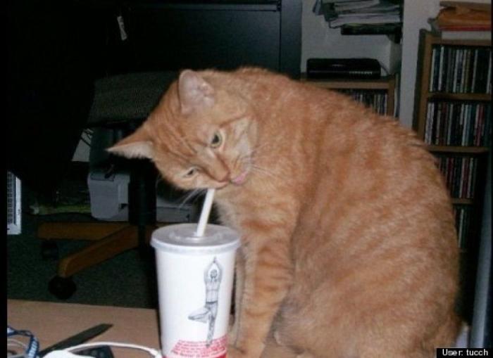 ¿Qué hacen un tigre o un león si les dejas una caja de cartón? El mejor vídeo de bichinos de la semana (VÍDEO)