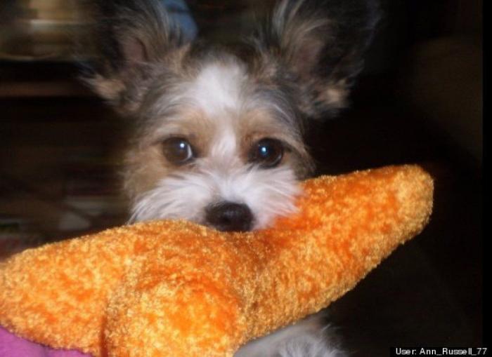 ¿Qué hacen un tigre o un león si les dejas una caja de cartón? El mejor vídeo de bichinos de la semana (VÍDEO)