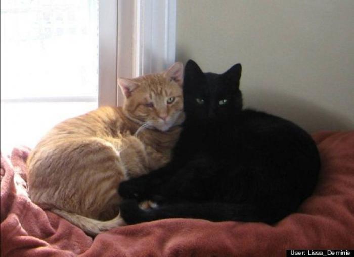 ¿Qué hacen un tigre o un león si les dejas una caja de cartón? El mejor vídeo de bichinos de la semana (VÍDEO)