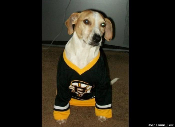 ¿Qué hacen un tigre o un león si les dejas una caja de cartón? El mejor vídeo de bichinos de la semana (VÍDEO)