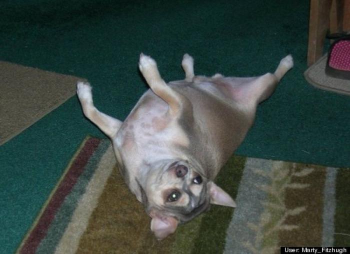 ¿Qué hacen un tigre o un león si les dejas una caja de cartón? El mejor vídeo de bichinos de la semana (VÍDEO)