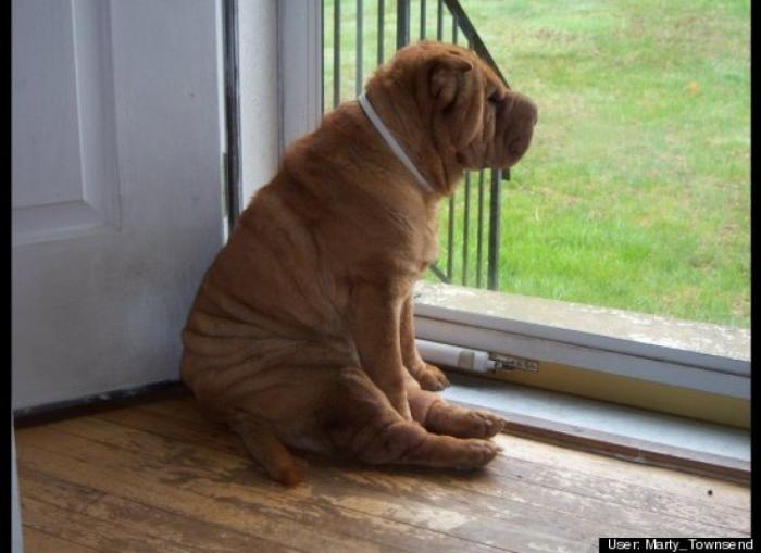 ¿Qué hacen un tigre o un león si les dejas una caja de cartón? El mejor vídeo de bichinos de la semana (VÍDEO)