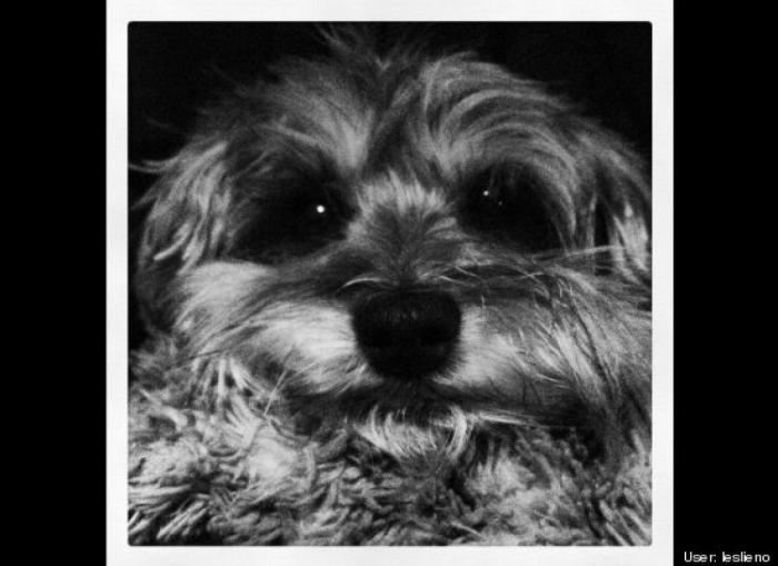 ¿Qué hacen un tigre o un león si les dejas una caja de cartón? El mejor vídeo de bichinos de la semana (VÍDEO)