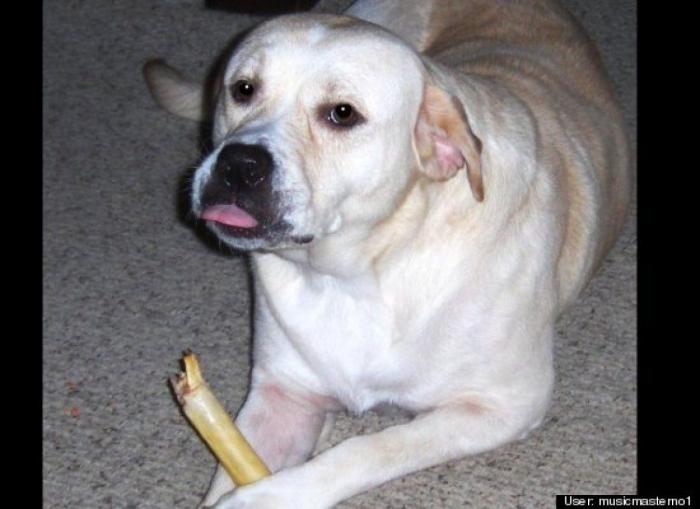 ¿Qué hacen un tigre o un león si les dejas una caja de cartón? El mejor vídeo de bichinos de la semana (VÍDEO)