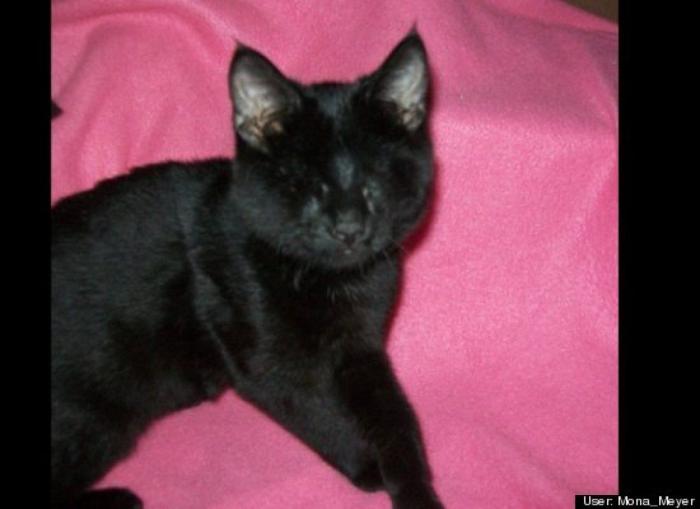 ¿Qué hacen un tigre o un león si les dejas una caja de cartón? El mejor vídeo de bichinos de la semana (VÍDEO)