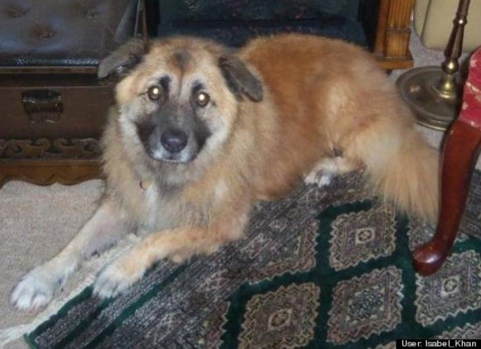 ¿Qué hacen un tigre o un león si les dejas una caja de cartón? El mejor vídeo de bichinos de la semana (VÍDEO)