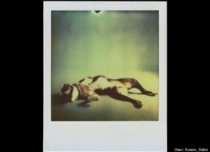 ¿Qué hacen un tigre o un león si les dejas una caja de cartón? El mejor vídeo de bichinos de la semana (VÍDEO)