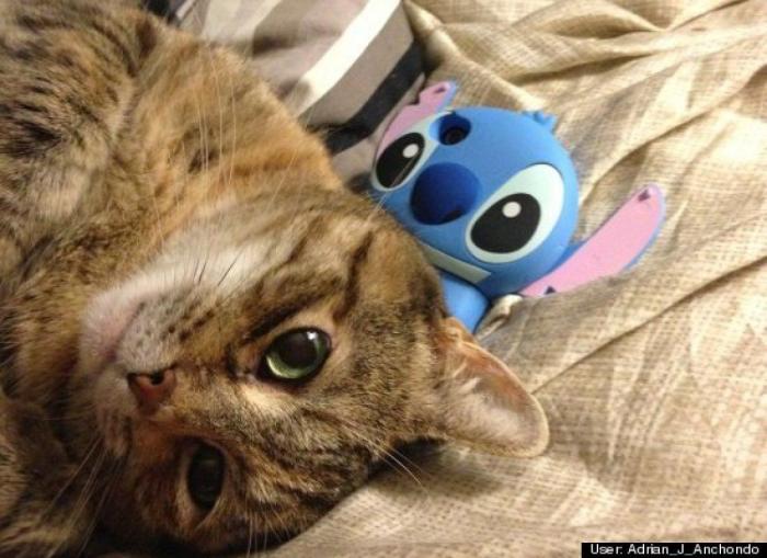 ¿Qué hacen un tigre o un león si les dejas una caja de cartón? El mejor vídeo de bichinos de la semana (VÍDEO)