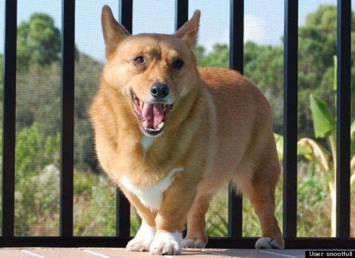 ¿Qué hacen un tigre o un león si les dejas una caja de cartón? El mejor vídeo de bichinos de la semana (VÍDEO)