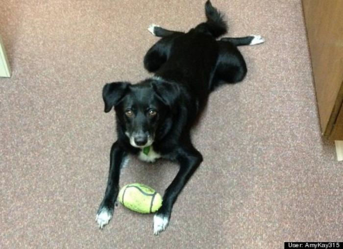 ¿Qué hacen un tigre o un león si les dejas una caja de cartón? El mejor vídeo de bichinos de la semana (VÍDEO)