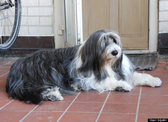 ¿Qué hacen un tigre o un león si les dejas una caja de cartón? El mejor vídeo de bichinos de la semana (VÍDEO)