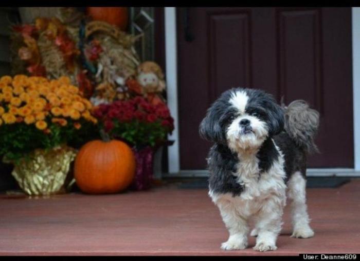 ¿Qué hacen un tigre o un león si les dejas una caja de cartón? El mejor vídeo de bichinos de la semana (VÍDEO)