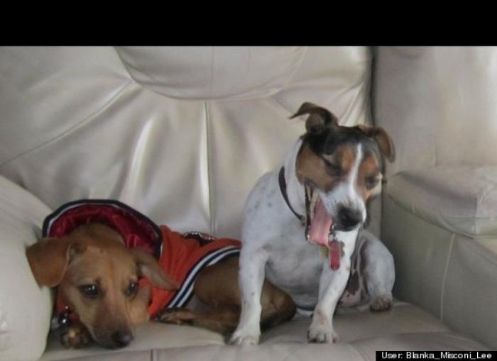 ¿Qué hacen un tigre o un león si les dejas una caja de cartón? El mejor vídeo de bichinos de la semana (VÍDEO)