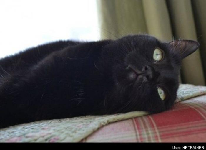 ¿Qué hacen un tigre o un león si les dejas una caja de cartón? El mejor vídeo de bichinos de la semana (VÍDEO)