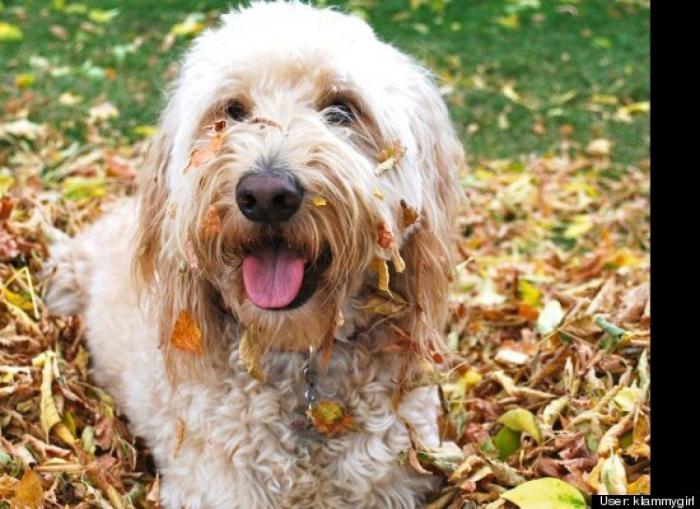 ¿Qué hacen un tigre o un león si les dejas una caja de cartón? El mejor vídeo de bichinos de la semana (VÍDEO)