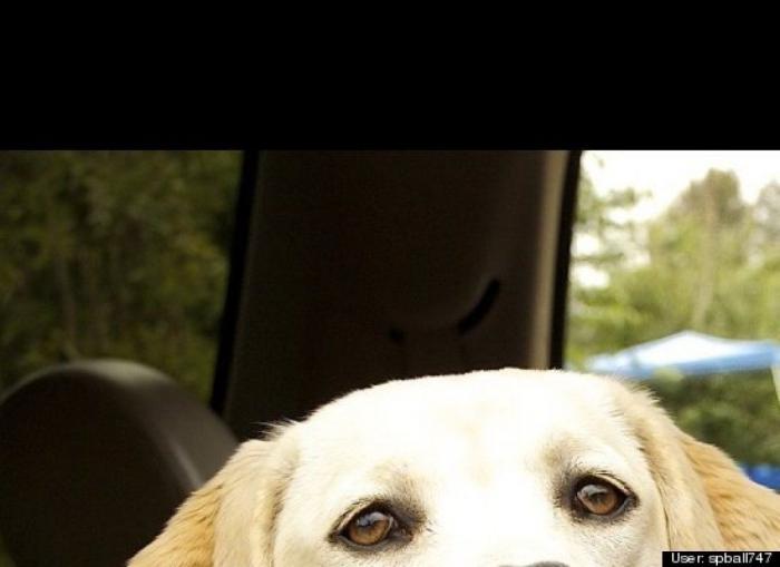 ¿Qué hacen un tigre o un león si les dejas una caja de cartón? El mejor vídeo de bichinos de la semana (VÍDEO)