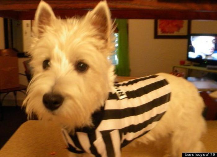 ¿Qué hacen un tigre o un león si les dejas una caja de cartón? El mejor vídeo de bichinos de la semana (VÍDEO)