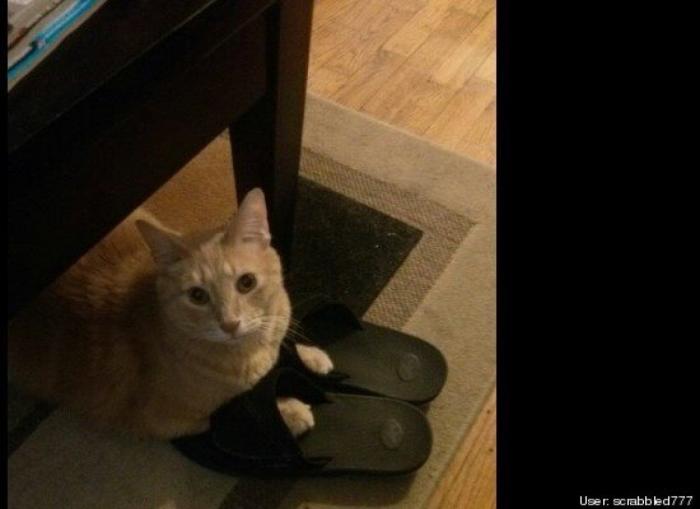 ¿Qué hacen un tigre o un león si les dejas una caja de cartón? El mejor vídeo de bichinos de la semana (VÍDEO)