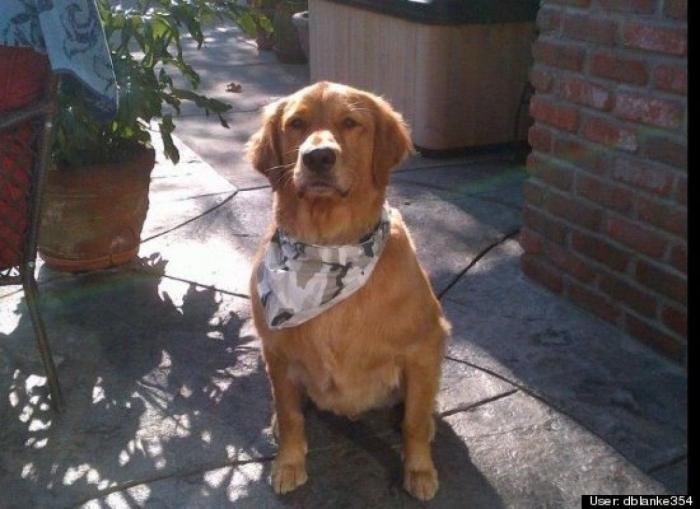 ¿Qué hacen un tigre o un león si les dejas una caja de cartón? El mejor vídeo de bichinos de la semana (VÍDEO)