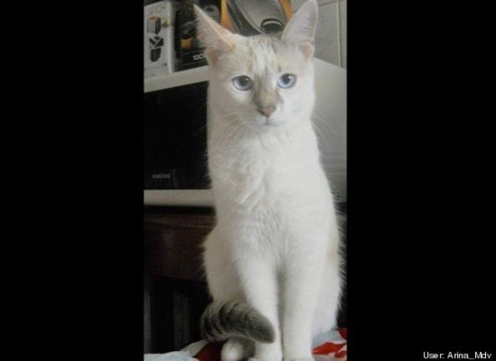¿Qué hacen un tigre o un león si les dejas una caja de cartón? El mejor vídeo de bichinos de la semana (VÍDEO)