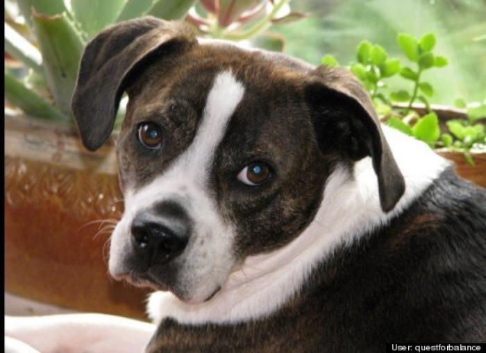 ¿Qué hacen un tigre o un león si les dejas una caja de cartón? El mejor vídeo de bichinos de la semana (VÍDEO)