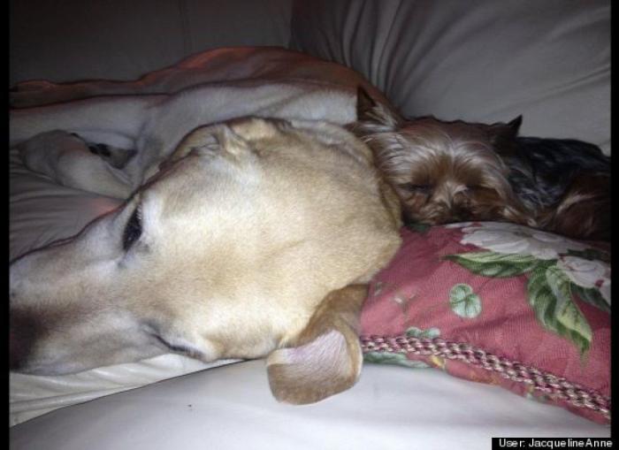 ¿Qué hacen un tigre o un león si les dejas una caja de cartón? El mejor vídeo de bichinos de la semana (VÍDEO)