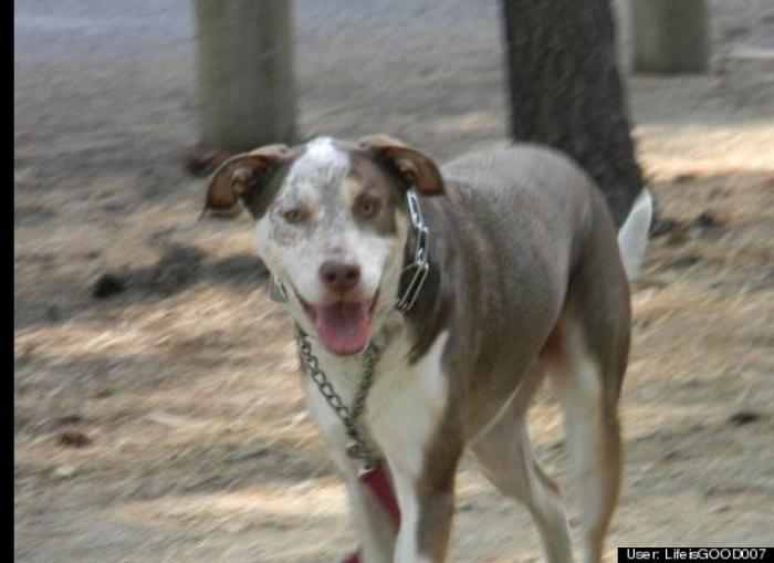 ¿Qué hacen un tigre o un león si les dejas una caja de cartón? El mejor vídeo de bichinos de la semana (VÍDEO)