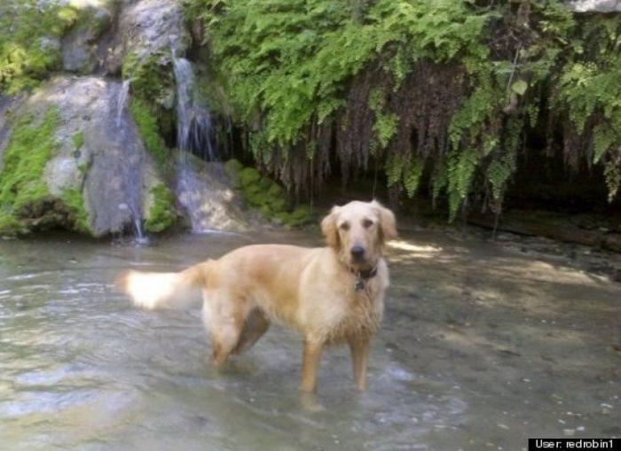 ¿Qué hacen un tigre o un león si les dejas una caja de cartón? El mejor vídeo de bichinos de la semana (VÍDEO)