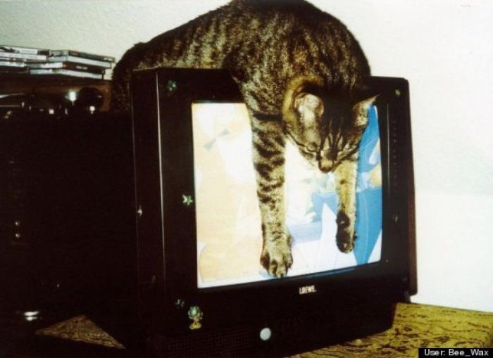 ¿Qué hacen un tigre o un león si les dejas una caja de cartón? El mejor vídeo de bichinos de la semana (VÍDEO)