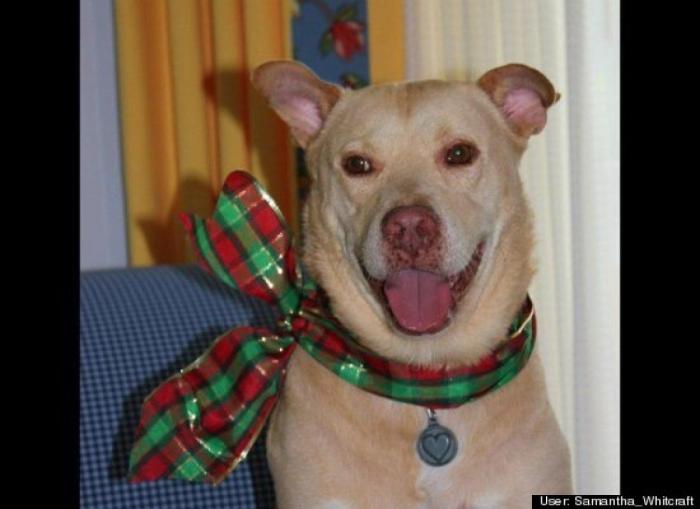 ¿Qué hacen un tigre o un león si les dejas una caja de cartón? El mejor vídeo de bichinos de la semana (VÍDEO)