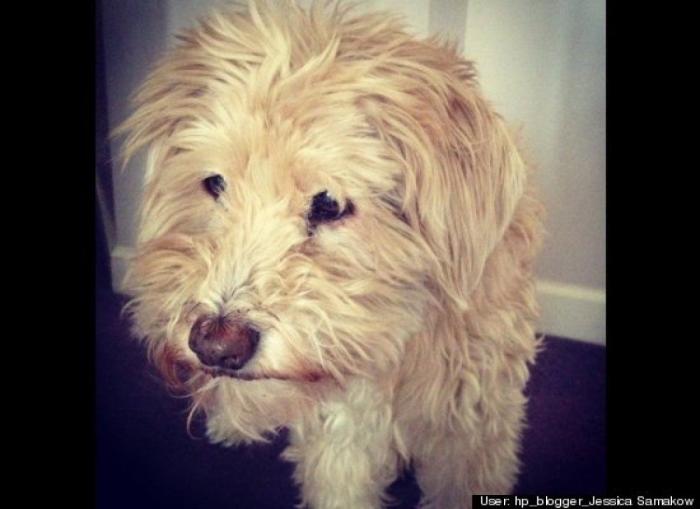 ¿Qué hacen un tigre o un león si les dejas una caja de cartón? El mejor vídeo de bichinos de la semana (VÍDEO)