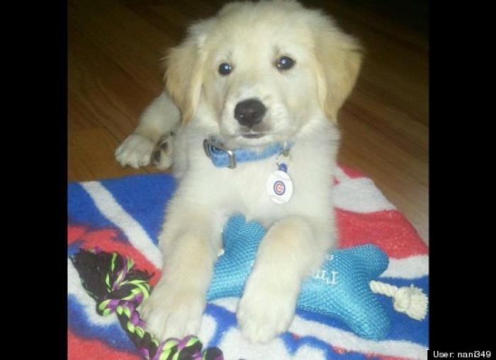 ¿Qué hacen un tigre o un león si les dejas una caja de cartón? El mejor vídeo de bichinos de la semana (VÍDEO)