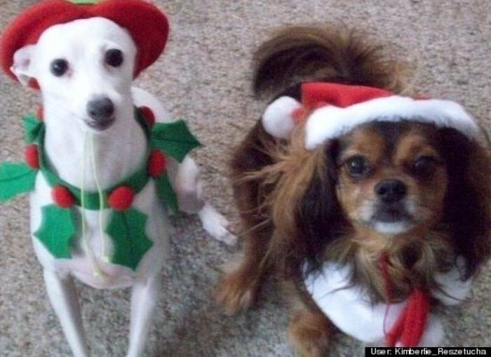 ¿Qué hacen un tigre o un león si les dejas una caja de cartón? El mejor vídeo de bichinos de la semana (VÍDEO)