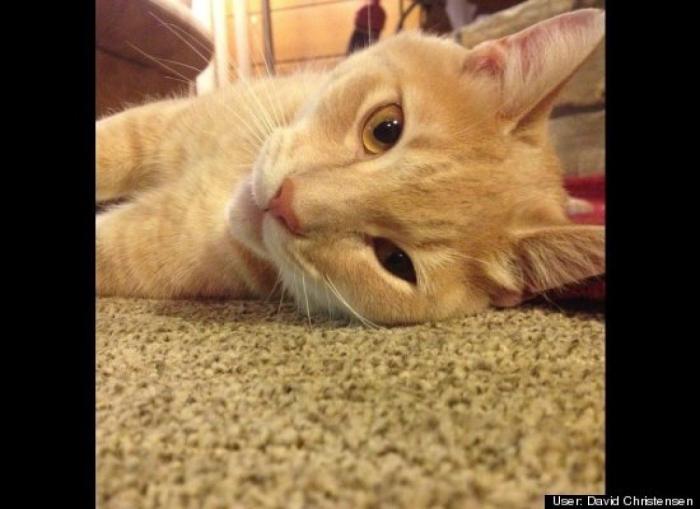 ¿Qué hacen un tigre o un león si les dejas una caja de cartón? El mejor vídeo de bichinos de la semana (VÍDEO)