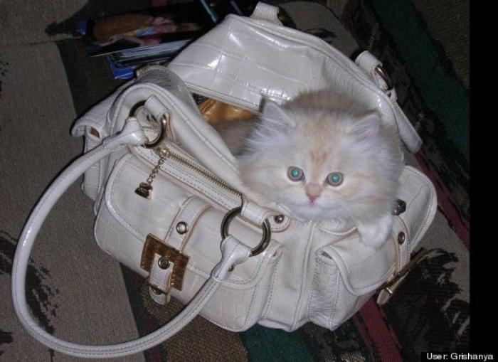 ¿Qué hacen un tigre o un león si les dejas una caja de cartón? El mejor vídeo de bichinos de la semana (VÍDEO)