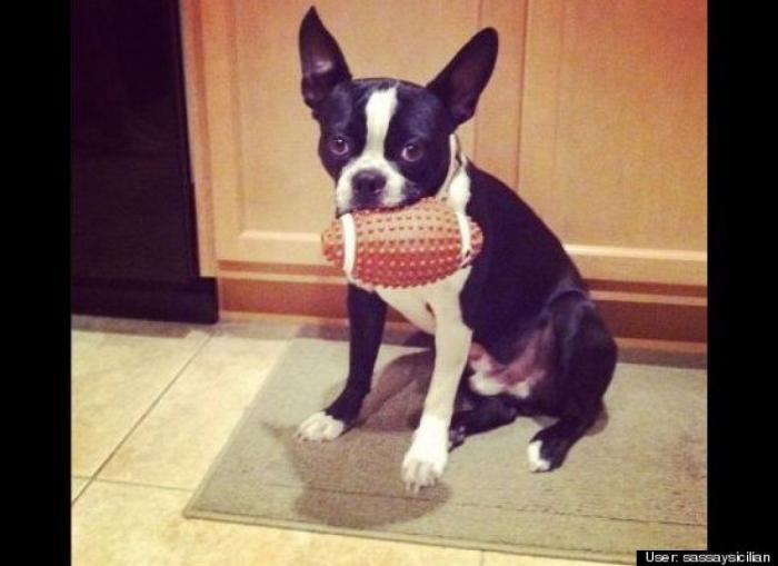 ¿Qué hacen un tigre o un león si les dejas una caja de cartón? El mejor vídeo de bichinos de la semana (VÍDEO)