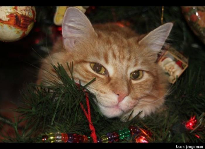 ¿Qué hacen un tigre o un león si les dejas una caja de cartón? El mejor vídeo de bichinos de la semana (VÍDEO)