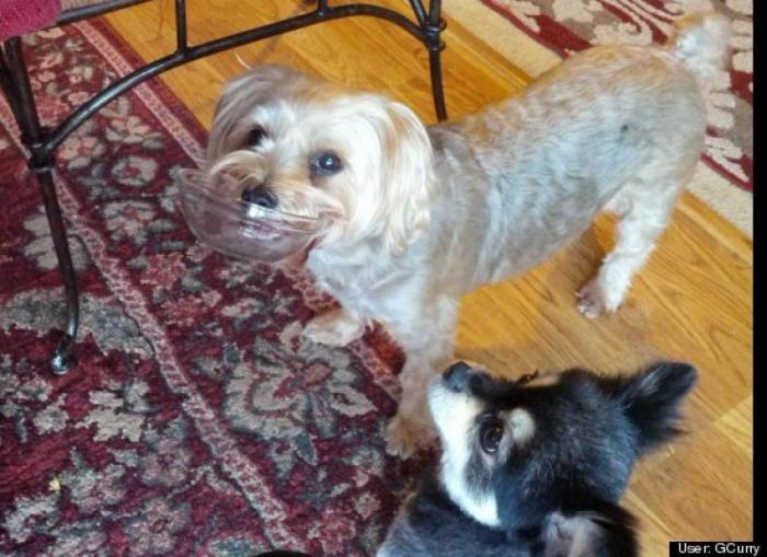 ¿Qué hacen un tigre o un león si les dejas una caja de cartón? El mejor vídeo de bichinos de la semana (VÍDEO)