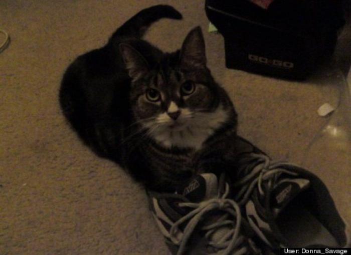 ¿Qué hacen un tigre o un león si les dejas una caja de cartón? El mejor vídeo de bichinos de la semana (VÍDEO)