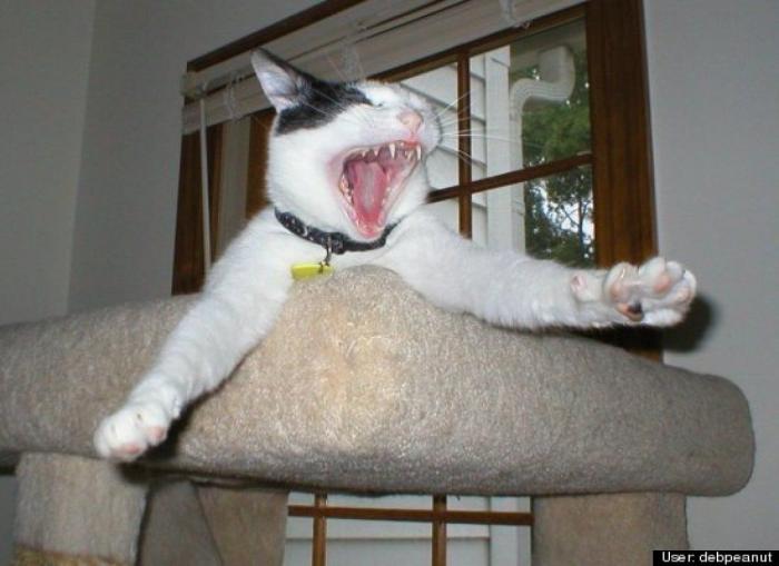 ¿Qué hacen un tigre o un león si les dejas una caja de cartón? El mejor vídeo de bichinos de la semana (VÍDEO)