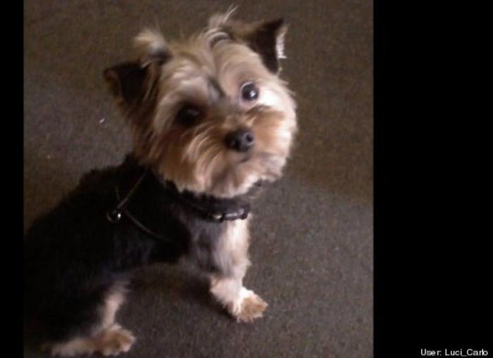 ¿Qué hacen un tigre o un león si les dejas una caja de cartón? El mejor vídeo de bichinos de la semana (VÍDEO)