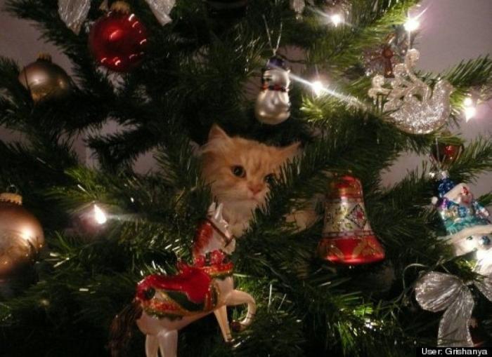 ¿Qué hacen un tigre o un león si les dejas una caja de cartón? El mejor vídeo de bichinos de la semana (VÍDEO)