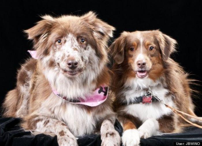 ¿Qué hacen un tigre o un león si les dejas una caja de cartón? El mejor vídeo de bichinos de la semana (VÍDEO)