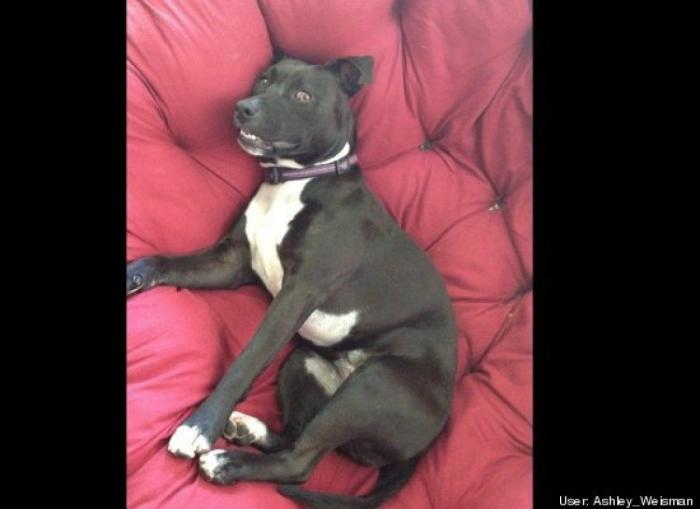 ¿Qué hacen un tigre o un león si les dejas una caja de cartón? El mejor vídeo de bichinos de la semana (VÍDEO)