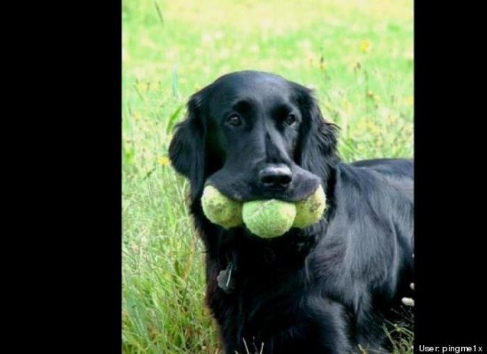 ¿Qué hacen un tigre o un león si les dejas una caja de cartón? El mejor vídeo de bichinos de la semana (VÍDEO)