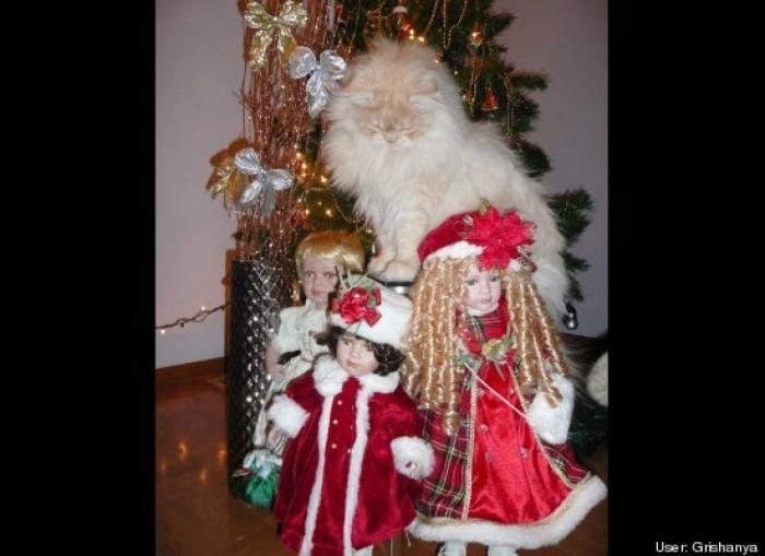 ¿Qué hacen un tigre o un león si les dejas una caja de cartón? El mejor vídeo de bichinos de la semana (VÍDEO)