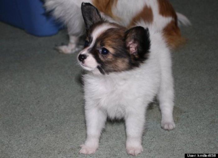 ¿Qué hacen un tigre o un león si les dejas una caja de cartón? El mejor vídeo de bichinos de la semana (VÍDEO)