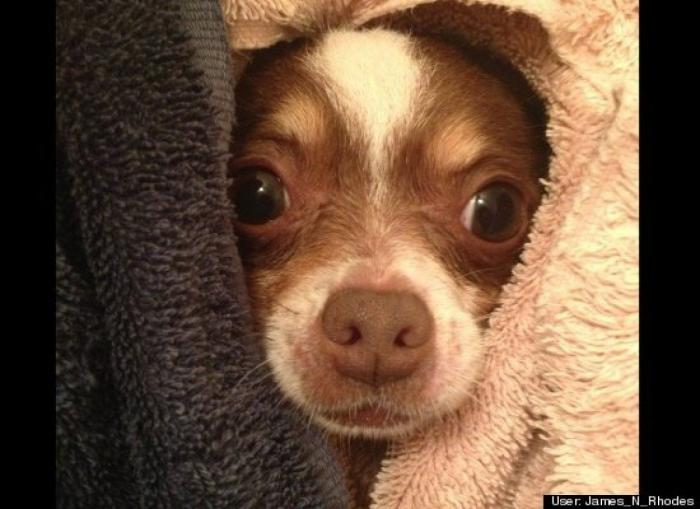 ¿Qué hacen un tigre o un león si les dejas una caja de cartón? El mejor vídeo de bichinos de la semana (VÍDEO)